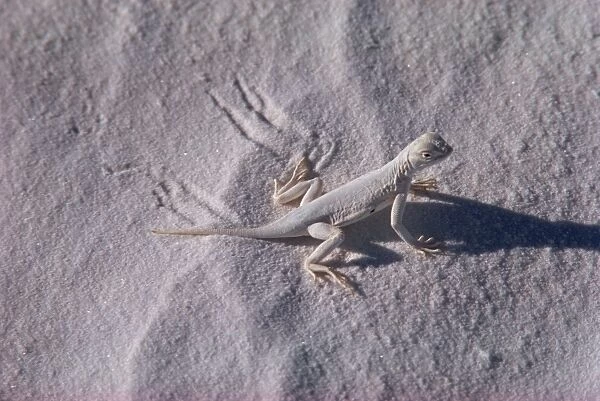 Lizard, White Sands, New Mexico, United States of America, North America