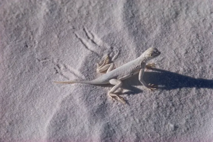 Framed Print : Lizard, White Sands, New Mexico, United States of America, North America Framed Print : Lizard, White Sands, New Mexico, United States of America, North America