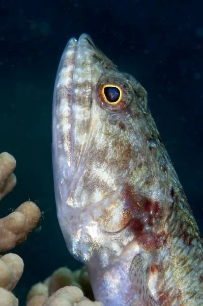 Lizardfish (Synodus sp. ), Sulawesi, Indonesia, Southeast Asia, Asia