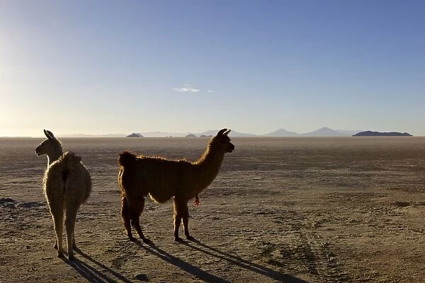 Llama and alpaca on salt flats, Salar de Uyuni, Southwest Highlands, Bolivia, South America