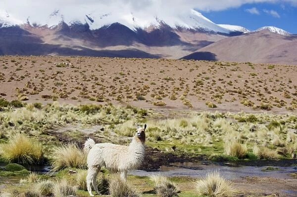 Llama in the Altiplano, Bolivia, South America