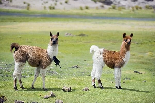 Llama on the high plains, Bolivia, South America
