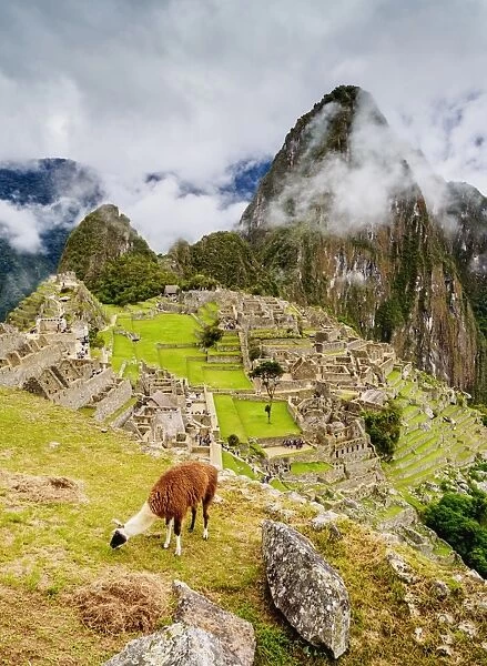 Llama in Machu Picchu, UNESCO World Heritage Site, Cusco Region, Peru, South America