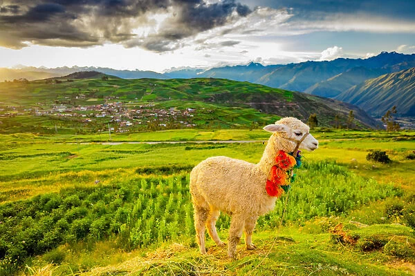 Llama, Moray, Peru, South America