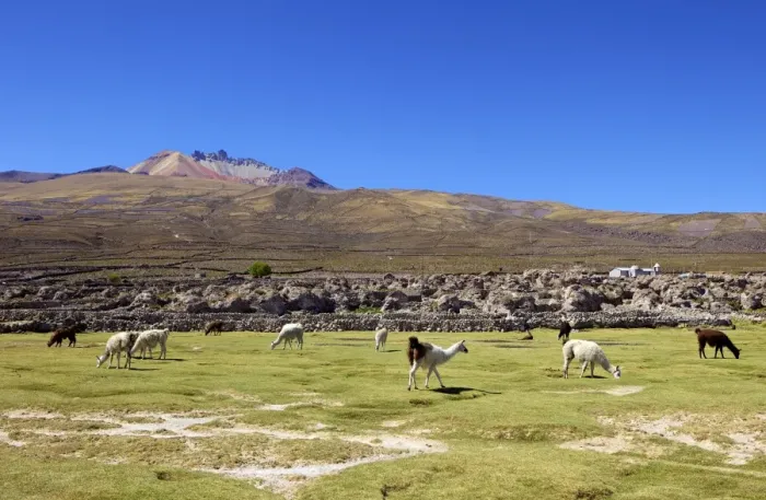 Framed Print : Llamas and alpacas grazing, Tunupa, Bolivia, South America Framed Print : Llamas and alpacas grazing, Tunupa, Bolivia, South America