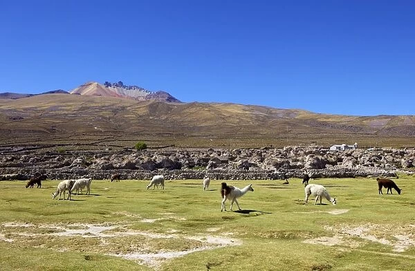 Llamas and alpacas grazing, Tunupa, Bolivia, South America