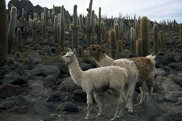 Llamas and cacti, Inkahuasa Island, Salar de Uyuni, Bolivia, South America