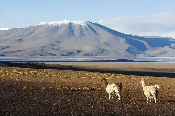 Llamas in Eduardo Avaroa Andean National Reserve, Bolivia, South America