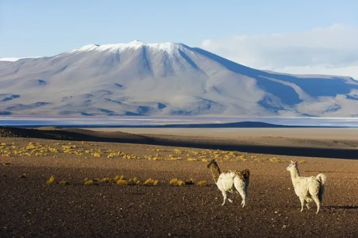 Framed Print : Llamas in Eduardo Avaroa Andean National Reserve, Bolivia, South America Framed Print : Llamas in Eduardo Avaroa Andean National Reserve, Bolivia, South America