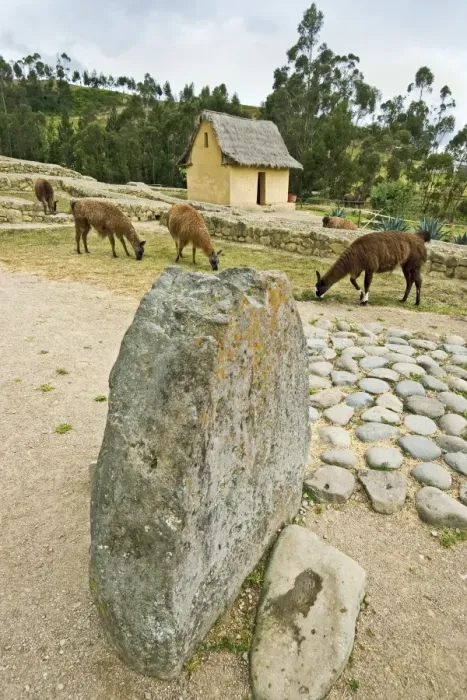 Framed Print : Llamas grazing near reconstructed dwelling at the most important Inca site in Ecuador Framed Print : Llamas grazing near reconstructed dwelling at the most important Inca site in Ecuador