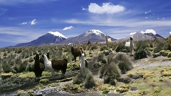 Llamas grazing in Sajama National Park with The Twins, the volcanoes of Parinacota and Pomerata in the background, Sajama, Bolivia, South America