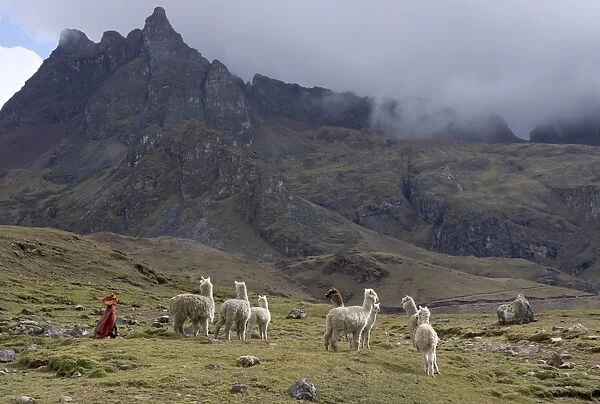 Llamas and herder, Andes, Peru, South America