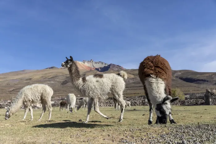 Framed Print : Llamas (Lama glama), feeding near Coqueza, a small town near the Thunupa Volcano Framed Print : Llamas (Lama glama), feeding near Coqueza, a small town near the Thunupa Volcano