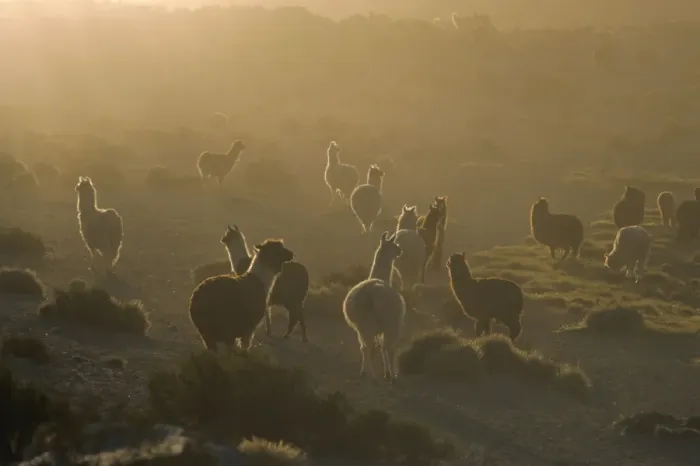 Framed Print : Llamas, Lauca National Park, Atacama, Chile, South America