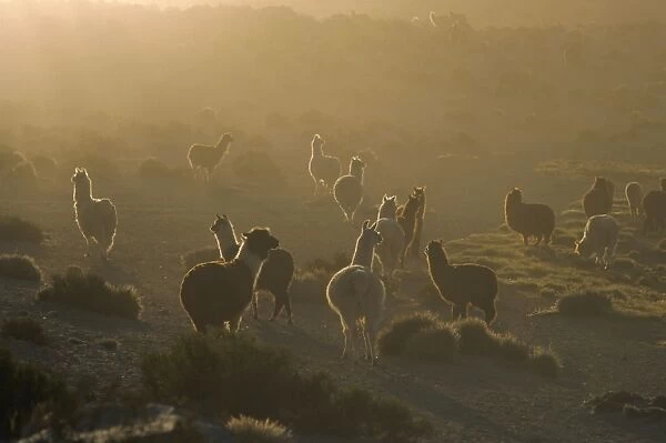 Llamas, Lauca National Park, Atacama, Chile, South America