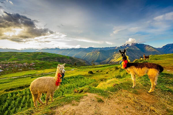 Llamas, Moray, Peru, South America