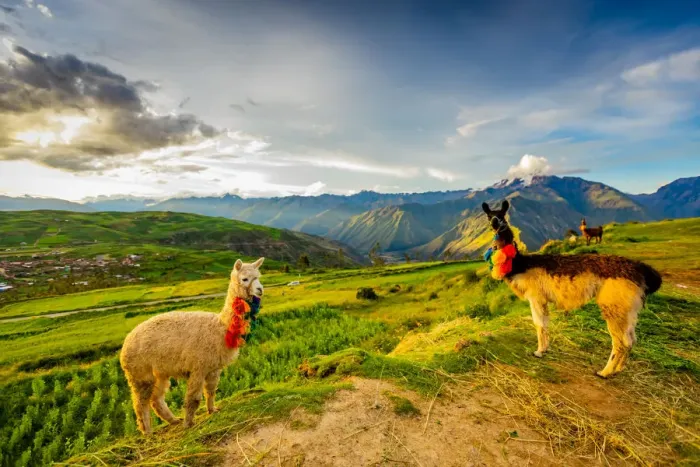 Framed Print : Llamas, Moray, Peru, South America Framed Print : Llamas, Moray, Peru, South America