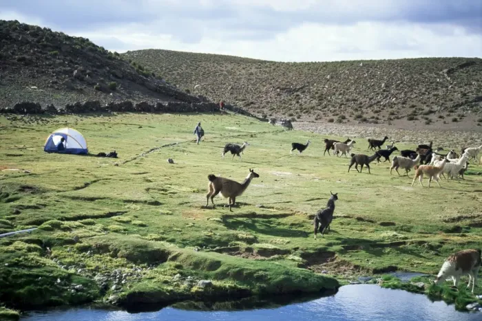 Framed Print : Llamas passing tent and backpacker, Parque Nacional Volcan Isluga (Volcan Isluga National Park) Framed Print : Llamas passing tent and backpacker, Parque Nacional Volcan Isluga (Volcan Isluga National Park)