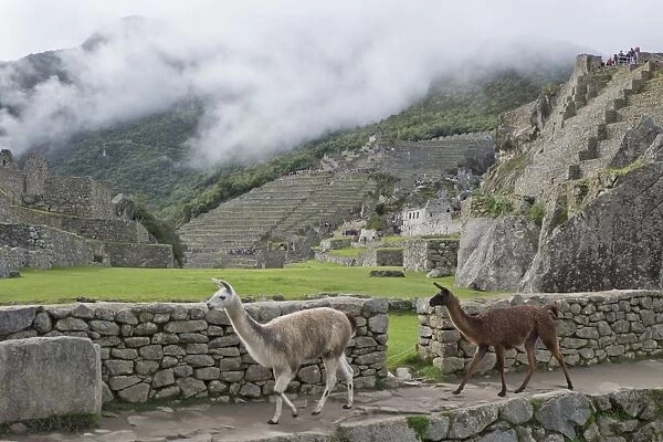 Llamas roaming in the Inca ruins of Machu Picchu, UNESCO World Heritage Site, Peru