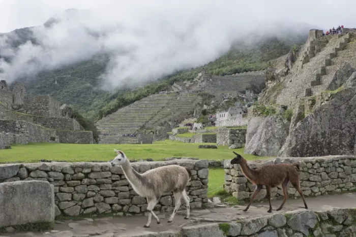 Framed Print : Llamas roaming in the Inca ruins of Machu Picchu, UNESCO World Heritage Site, Peru Framed Print : Llamas roaming in the Inca ruins of Machu Picchu, UNESCO World Heritage Site, Peru