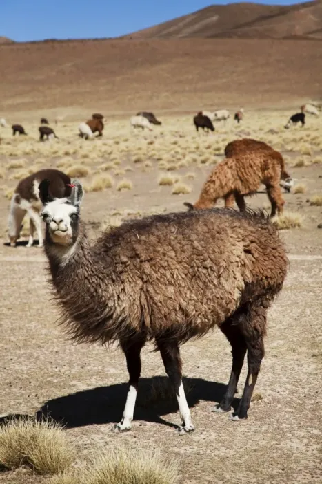 Framed Print : Llamas in the wild, Bolivia, South America Framed Print : Llamas in the wild, Bolivia, South America