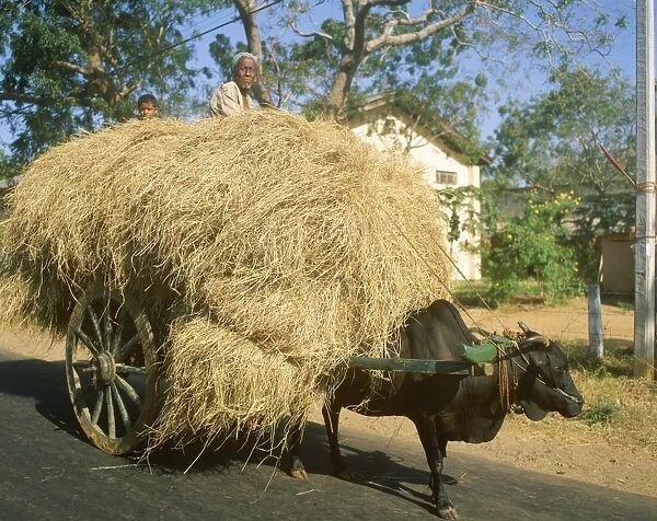 Loaded ox cart