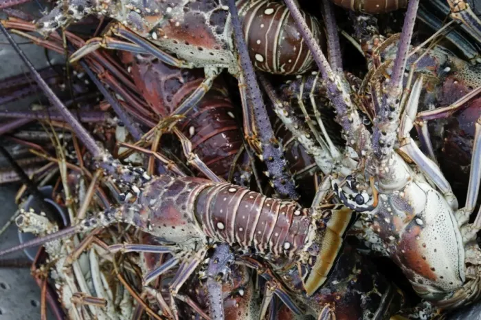 Framed Print : Lobsters, Anegada Island, British Virgin Islands, West Indies, Caribbean, Central America