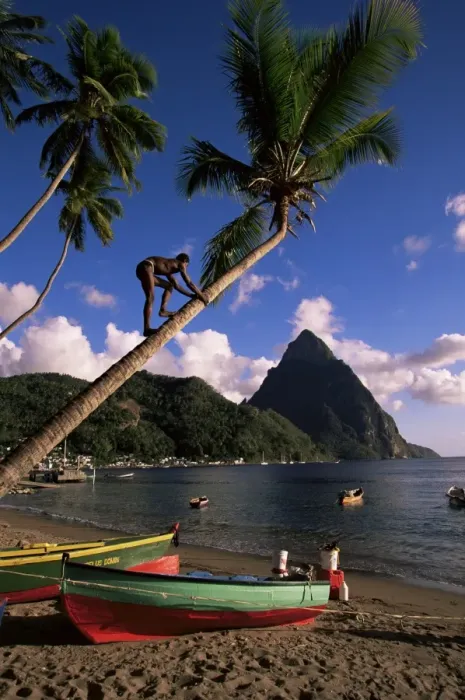 Framed Print : A local man climibing a coconut tree Framed Print : A local man climibing a coconut tree