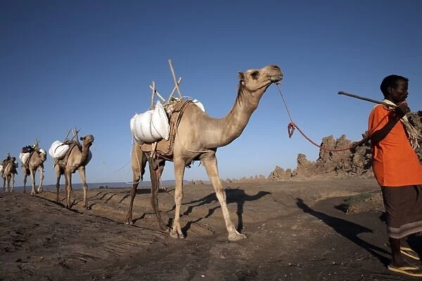 Local nomads drive camels across the desolate landscape of Lac Abbe, Djibouti, Africa
