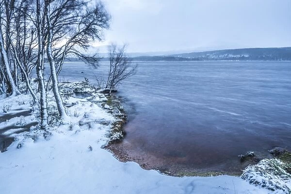 Loch Morlich in snow in winter, Glenmore, Cairngorms National Park, Scotland, United Kingdom