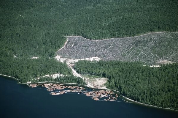 Logged area and surrounding forest from the air, British Columbia, Canada, North America