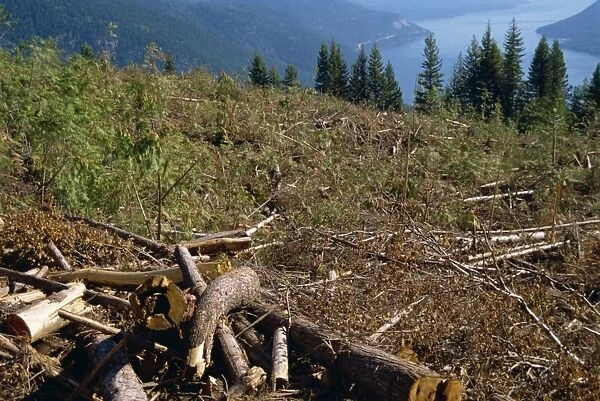 Logged areas, British Columbia, Canada, North America