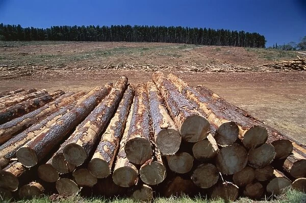 Logged section of a fir tree plantation by the Princes Highway, northwest of Mount Gambier