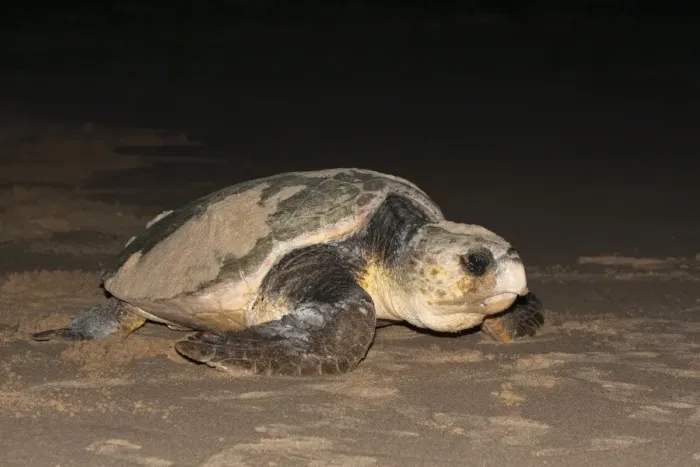 Framed Print : Loggerhead turtle (Caretta caretta), moving from nest to sea at night, Banga Nek