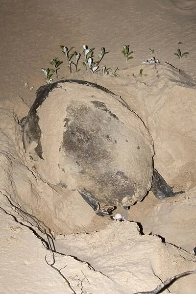 Loggerhead turtle (Caretta caretta), laying eggs at night, Banga Nek, Kwazulu Natal