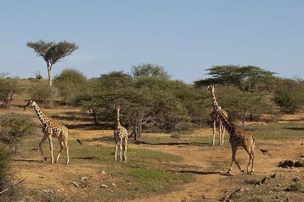 Loisaba Wilderness Conservancy, Laikipia, Kenya, East Africa, Africa