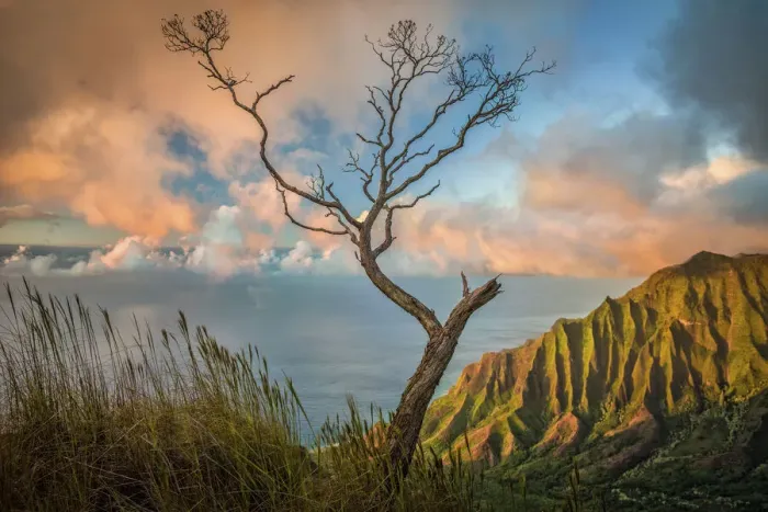 Framed Print : A lone acacia koa tree stretches up to the colorful sunset clouds over the Kalalau Valley Framed Print : A lone acacia koa tree stretches up to the colorful sunset clouds over the Kalalau Valley