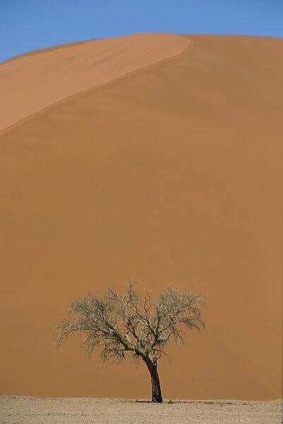 Lone acacia tree against huge sand dune