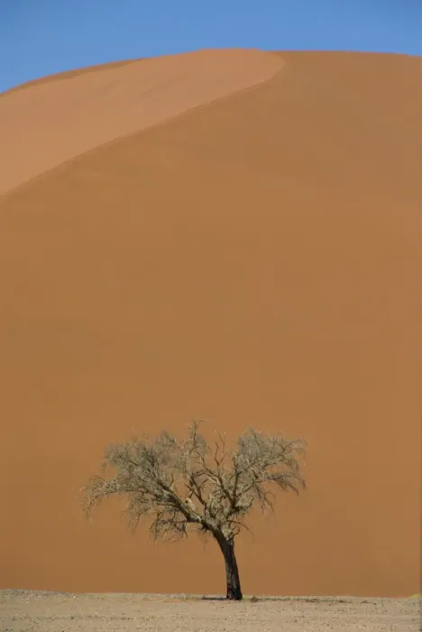 Framed Print : Lone acacia tree against huge sand dune Framed Print : Lone acacia tree against huge sand dune