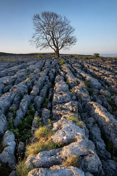 Framed Print : Lone bare Ash Tree on Limestone Pavement, Malham Lings, Yorkshire Dales National Park, Yorkshire, England, United Kingdom, Europe Framed Print : Lone bare Ash Tree on Limestone Pavement, Malham Lings, Yorkshire Dales National Park, Yorkshire, England, United Kingdom, Europe