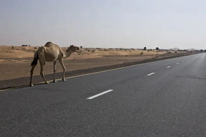 Framed Print : Lone camel walking along a road through the desert near Dubai, United Arab Emirates Framed Print : Lone camel walking along a road through the desert near Dubai, United Arab Emirates