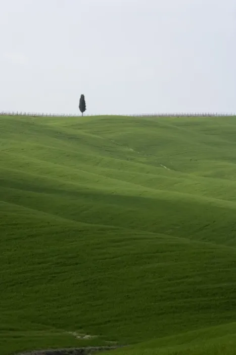 Framed Print : Lone Cypress in corn fields near Pienza