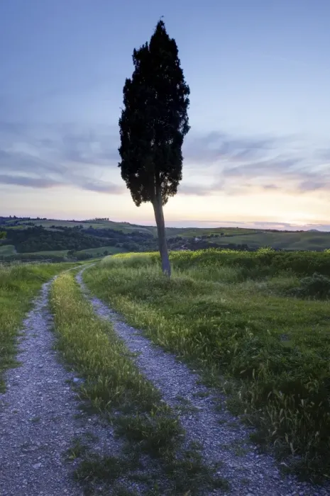 Framed Print : Lone cypress tree at sunset, near Pienza, Tuscany, Italy, Europe Framed Print : Lone cypress tree at sunset, near Pienza, Tuscany, Italy, Europe
