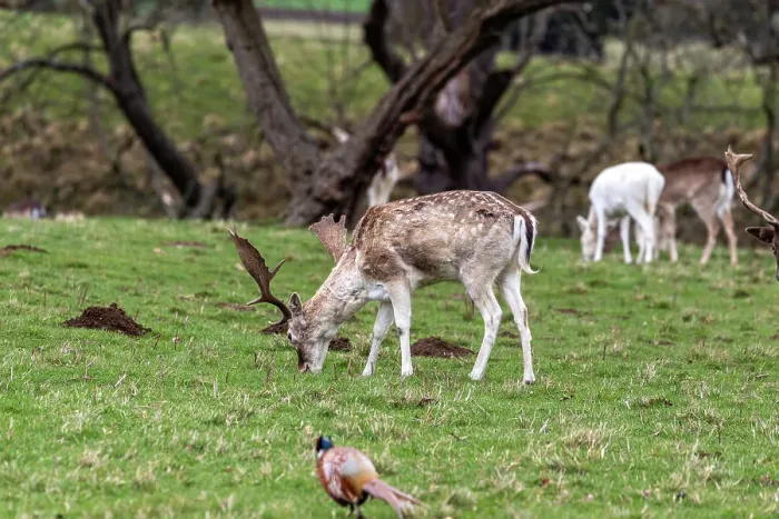 Framed Print : A lone deer with antlers grazing on a lush green field, United Kingdom, Europe Framed Print : A lone deer with antlers grazing on a lush green field, United Kingdom, Europe