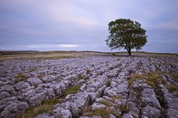 A lone hawthorn tree on limestone pavement outside Malham, Yorkshire, England