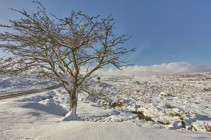 Framed Print : A lone hawthorn tree in snow in the dead of winter, near Moretonhampstead, Dartmoor National Park, Devon, Great Britain Framed Print : A lone hawthorn tree in snow in the dead of winter, near Moretonhampstead, Dartmoor National Park, Devon, Great Britain