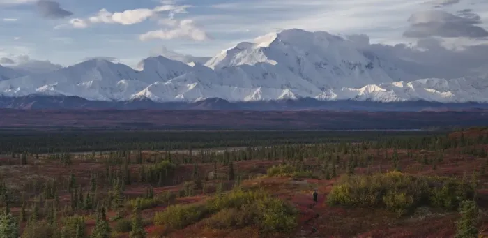 Framed Print : Lone hiker walks into the tundra leading to Mount Denali (Mount McKinley), Alaska Framed Print : Lone hiker walks into the tundra leading to Mount Denali (Mount McKinley), Alaska