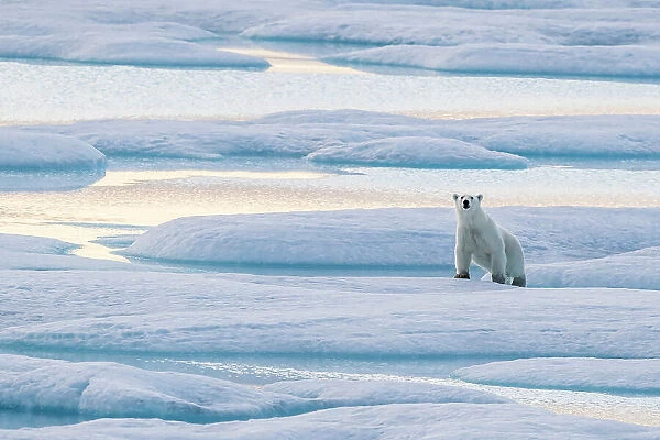 A lone polar bear (Ursus maritimus) on the ice in Lancaster Sound, Nunavut, Canada, North America