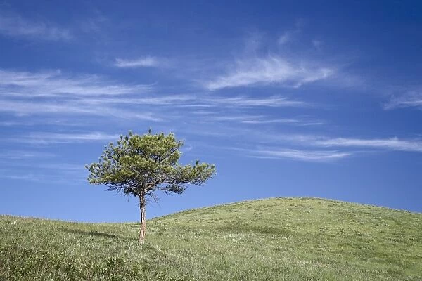 Lone Ponderosa Pine (Pinus ponderosa) on a rolling hill