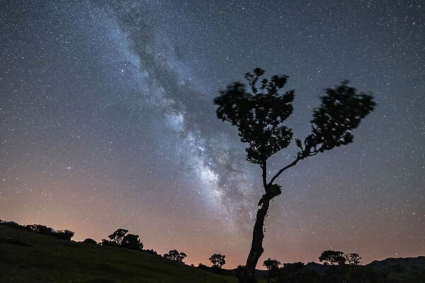 Lone tree under the bright Milky Way at night, forest of Fanal, Madeira island, Portugal